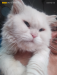Persian Male Cat